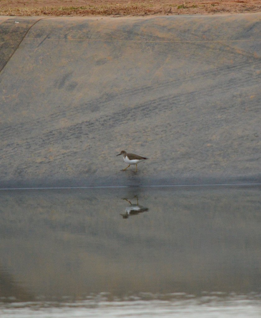 Spotted Sandpiper.JPG - Spotted Sandpiper. Photo by Tim Farek